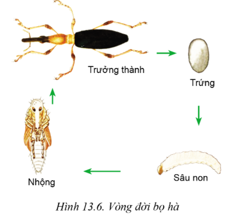 Lý thuyết sâu hại cây trồng - Công nghệ 10</>