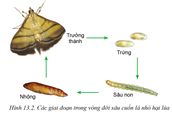 Lý thuyết sâu hại cây trồng - Công nghệ 10</>