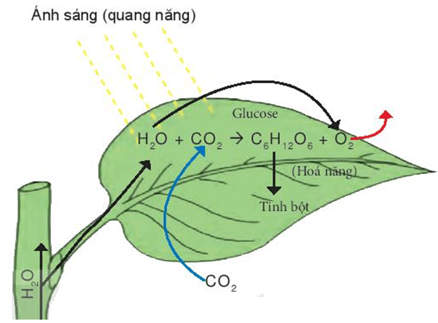 so do quang hop o thuc vat 2
