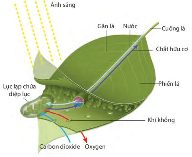so do quang hop o thuc vat 3
