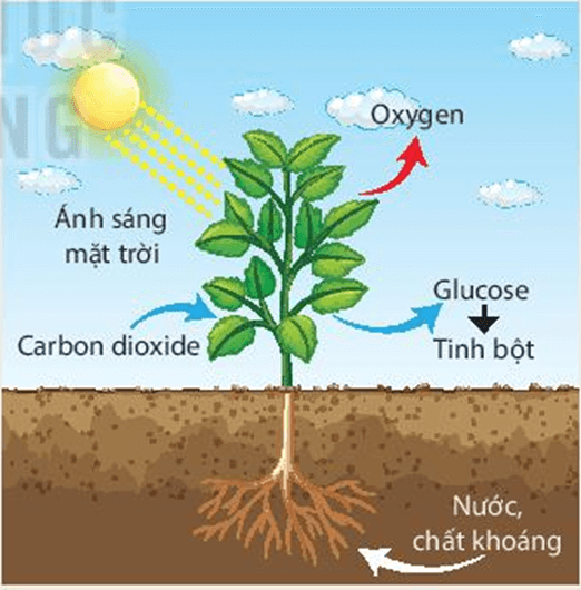 so do quang hop o thuc vat