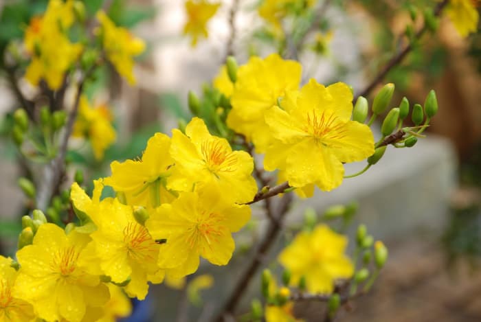 the apricot blossoms