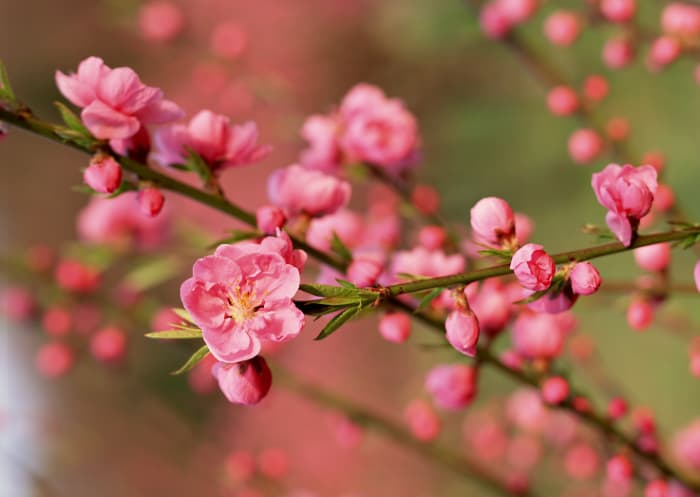 the peach blossoms