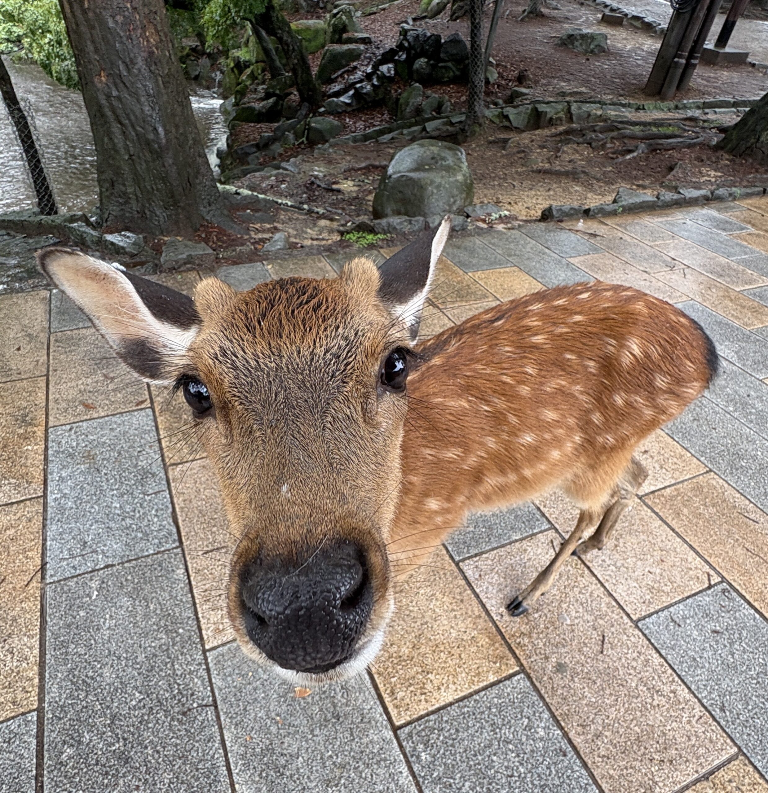 they said we went to japan on holiday last week 2