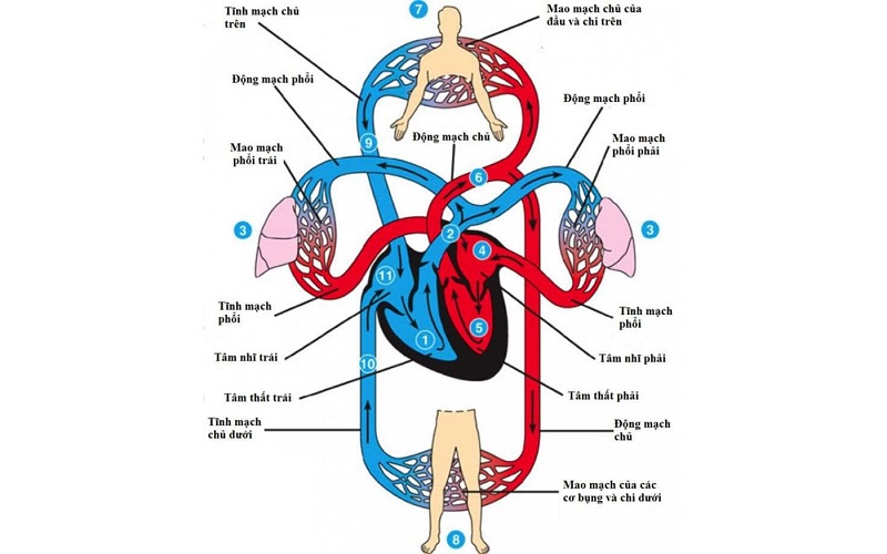 Cách thức để tim hoạt động