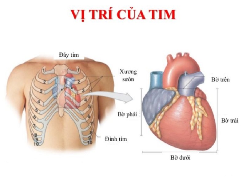 Mô tả về vị trí của tim