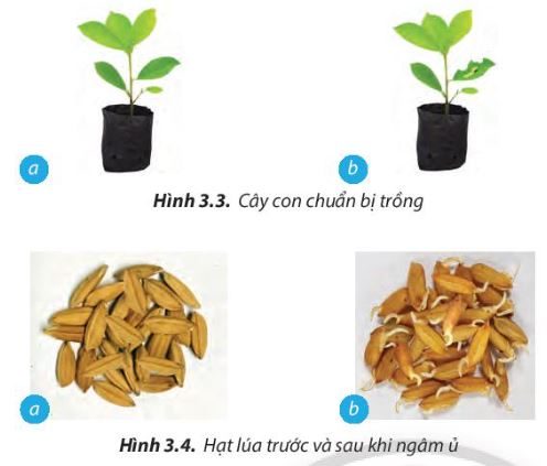 Lý thuyết quy trình trồng trọt - Công Nghệ 7</>