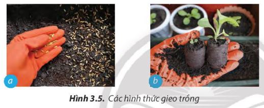 Lý thuyết quy trình trồng trọt - Công Nghệ 7</>