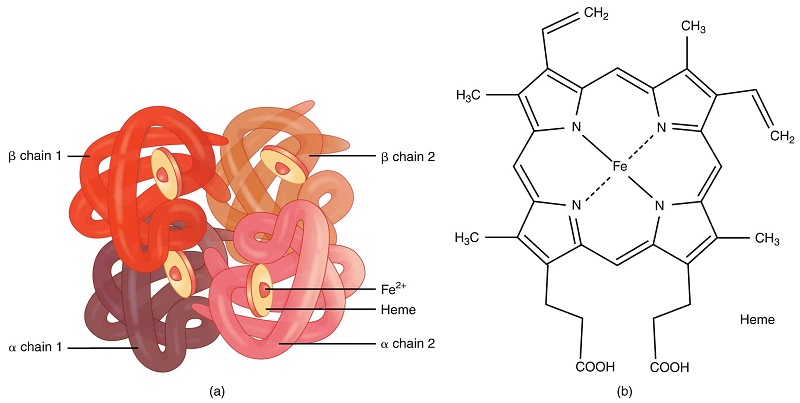 Hemoglobin là một loại protein có trong tế bào hồng cầu của máu