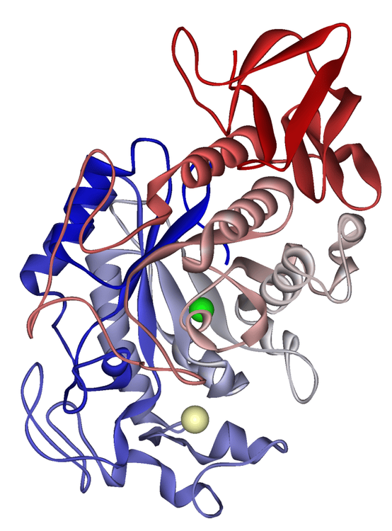 Enzyme Amylase là một loại enzym tiêu hóa