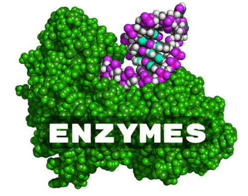 Enzyme có vai trò quan với các cơ quan của cơ thể