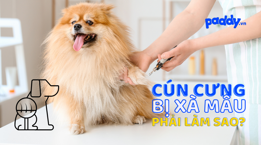 xa mau la gi