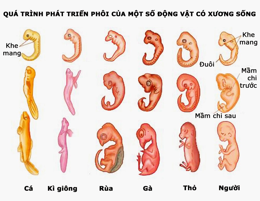 bang chung tien hoa truc tiep 1