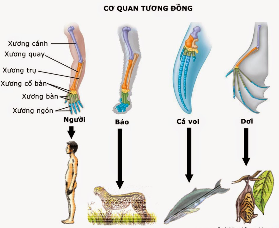 bang chung tien hoa truc tiep 1