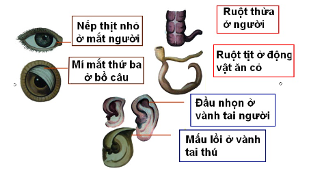 bang chung tien hoa truc tiep 2