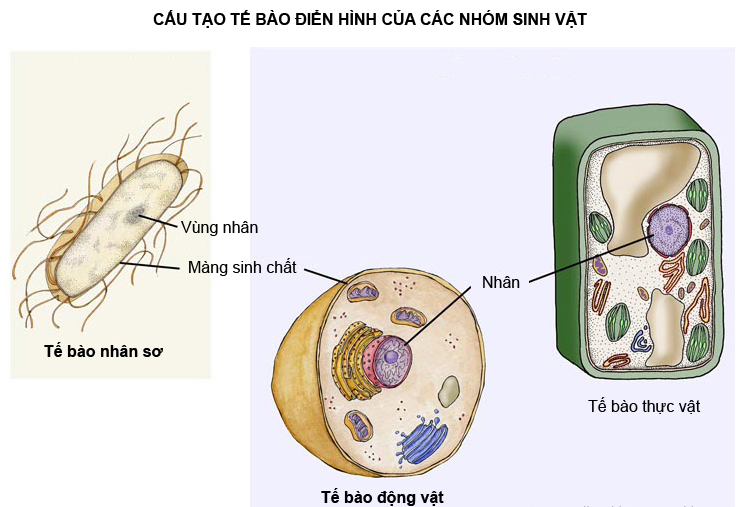 bang chung tien hoa truc tiep 3