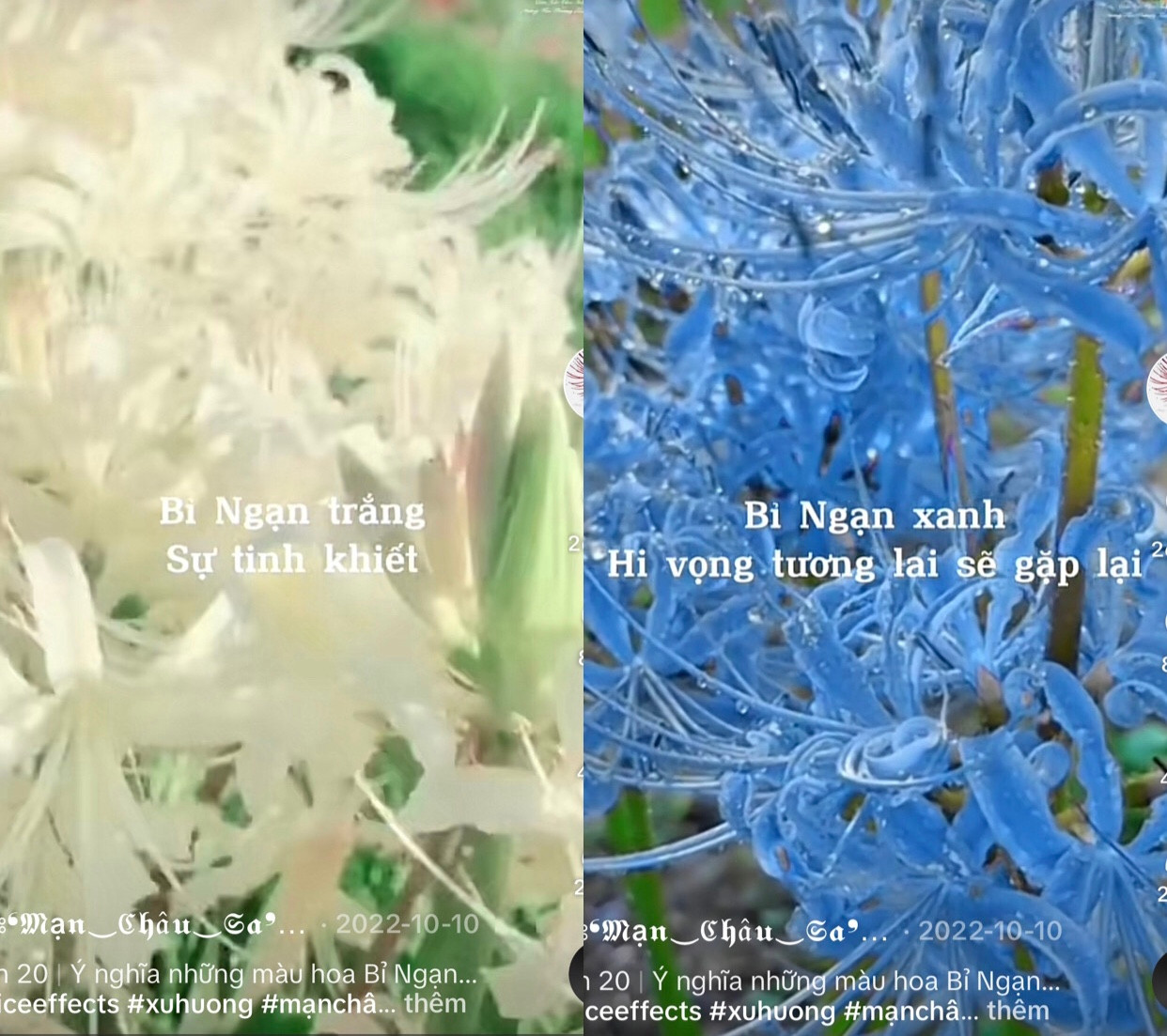 Hoa bỉ ngạn làm nhiều bạn trẻ thích thú.