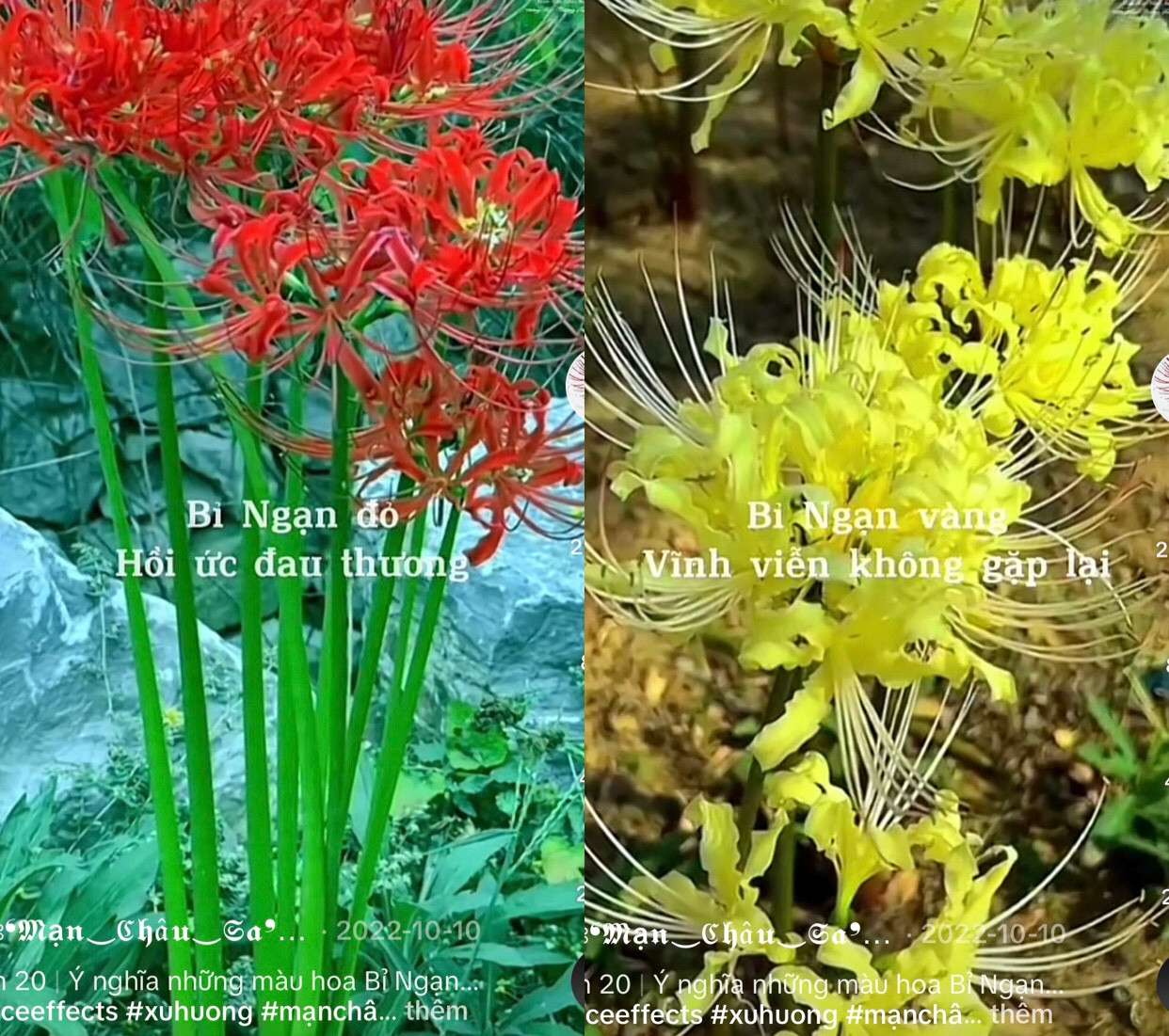 “Ý nghĩa những màu hoa bỉ ngạn”.