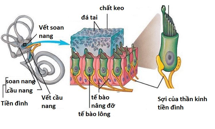 Cấu tạo vết soan nang