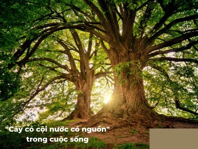 “Cây có cội nước có nguồn” có ý nghĩa gì? 2