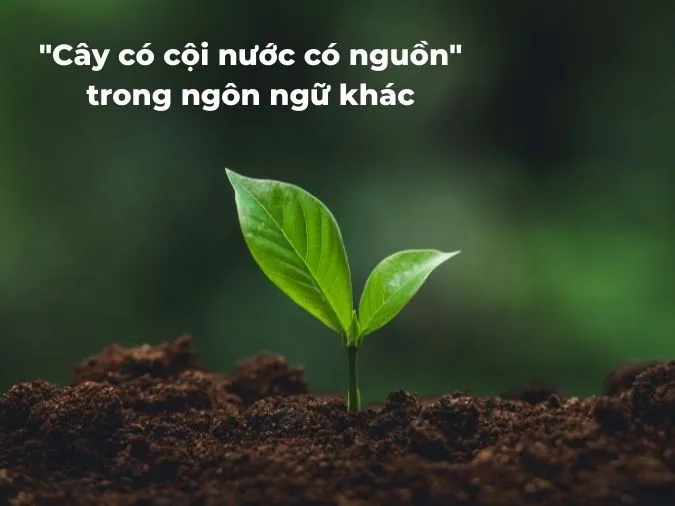 “Cây có cội nước có nguồn” có ý nghĩa gì? 3