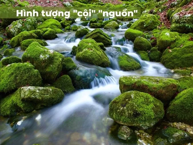 “Cây có cội nước có nguồn” có ý nghĩa gì? 1