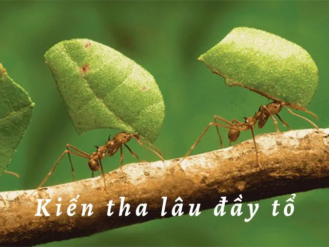 Giải thích câu tục ngữ