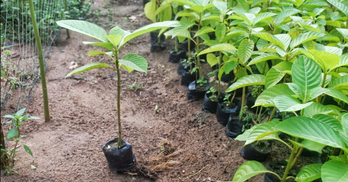 Các tiêu chí để chọn giống cây trồng phù hợp