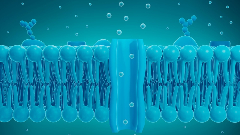 Cholesterol có chức năng gì và cách kiểm soát cholesterol 1