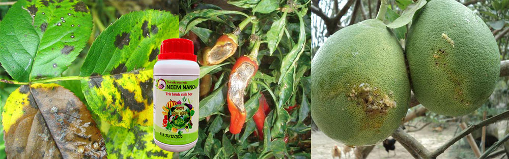 neem-nano-thuoc-tru-nam-benh-sinh-hoc