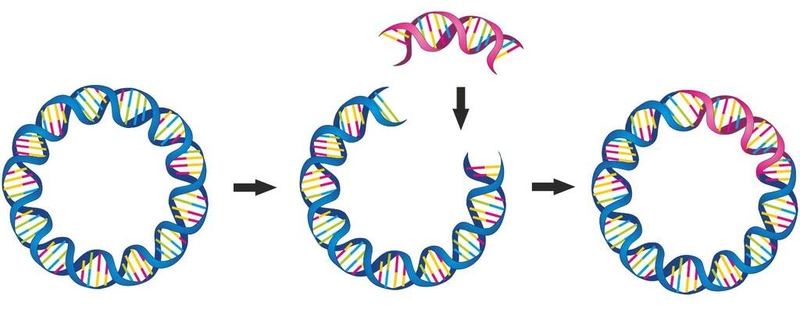 dna-tai-to-hop-la-gi-y-nghia-cua-dna-tai-to-hop-trong-y-hoc 1