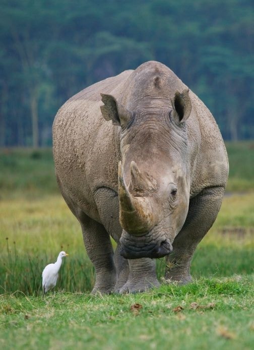 Hà mã tại Công viên quốc gia Amboseli