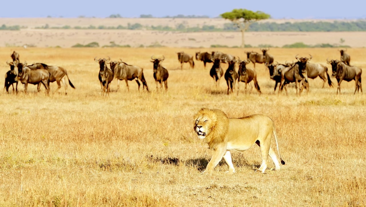 Chúa sơn lâm- sư tử trên đồng cỏ Maasai Mara