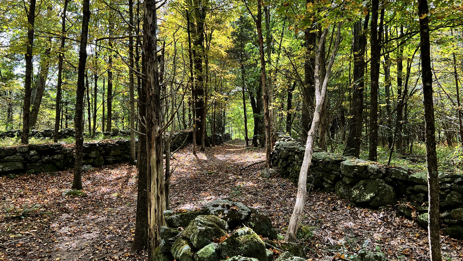forest dwellers had always
