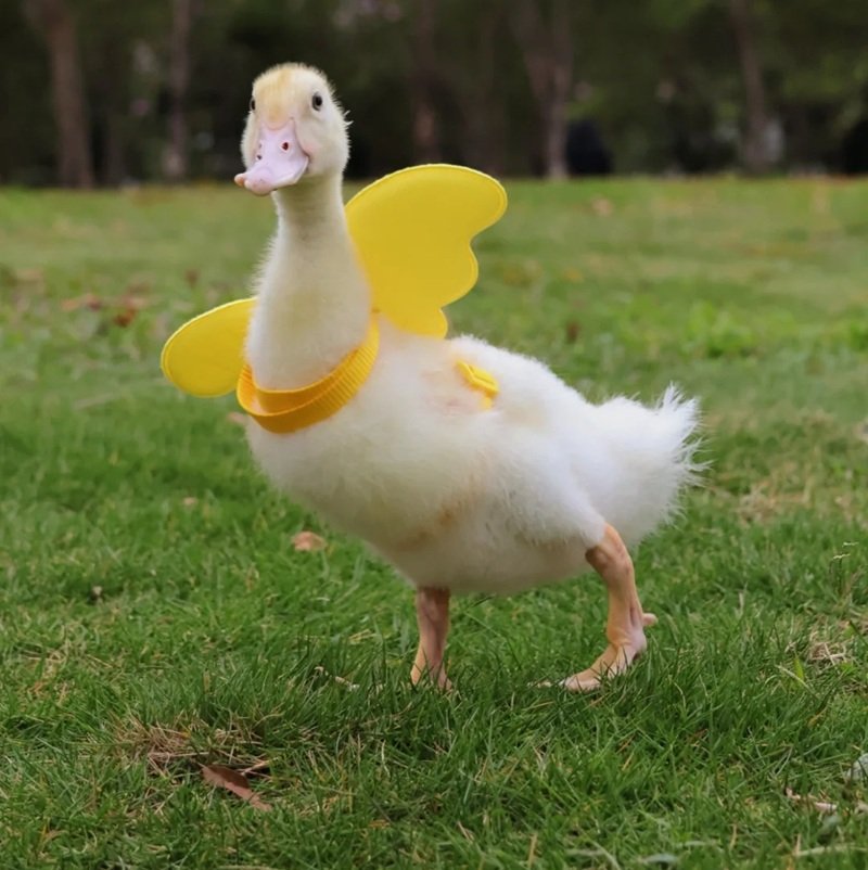 Avatar con vịt cute với phong cách trẻ trung