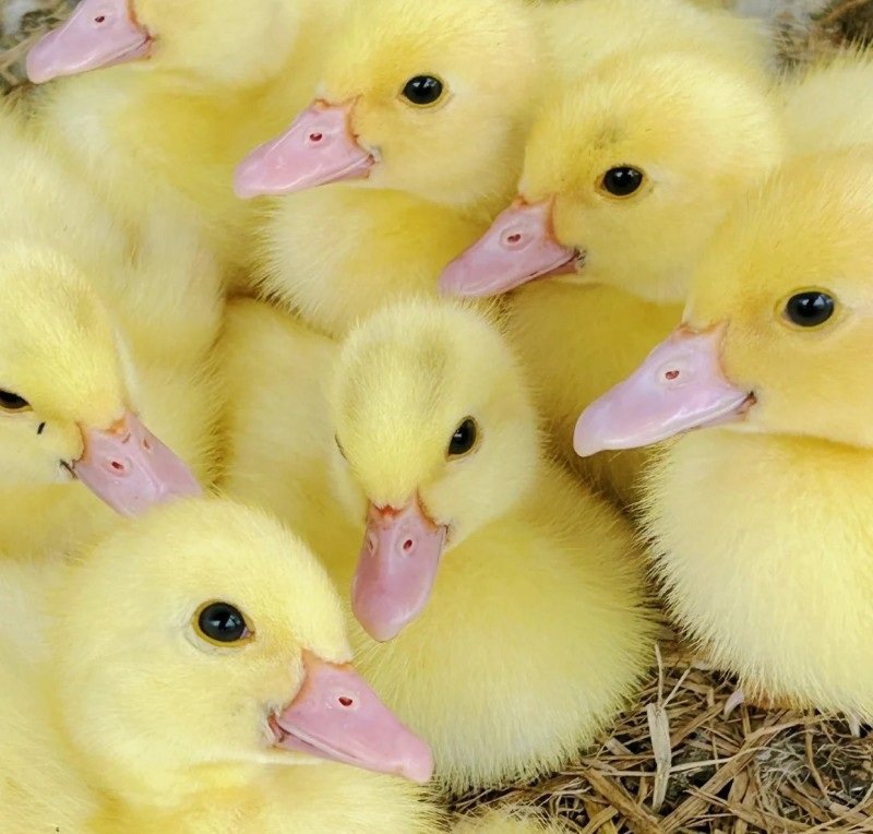 Bộ avatar con vịt cute dành cho bạn thân