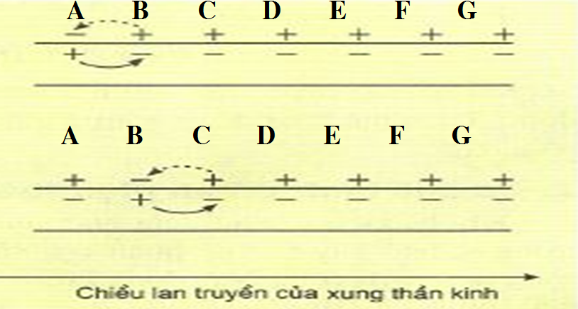 khi te bao o trang thai nghi ngoi 1