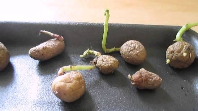 Trồng khoai tây bằng hạt