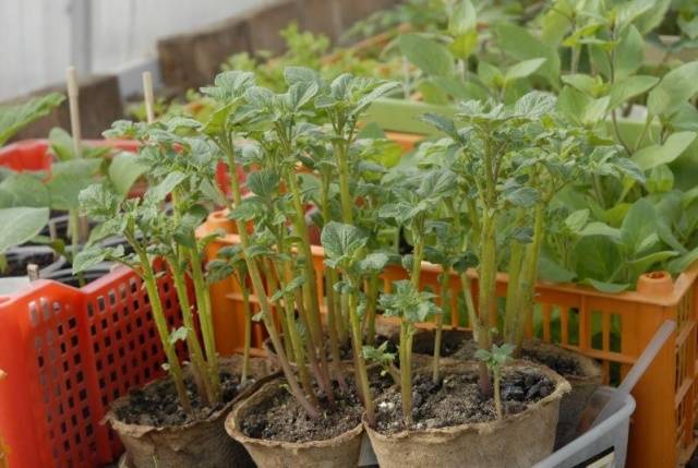 Trồng khoai tây bằng hạt