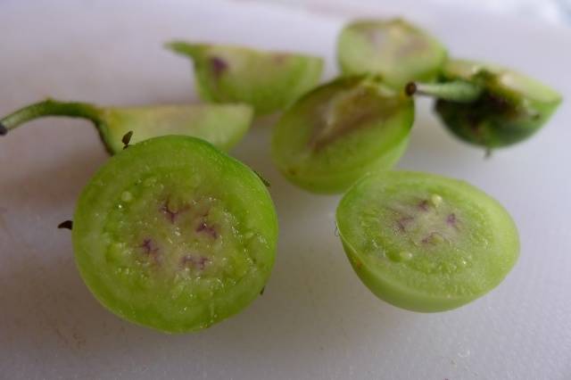 Trồng khoai tây bằng hạt