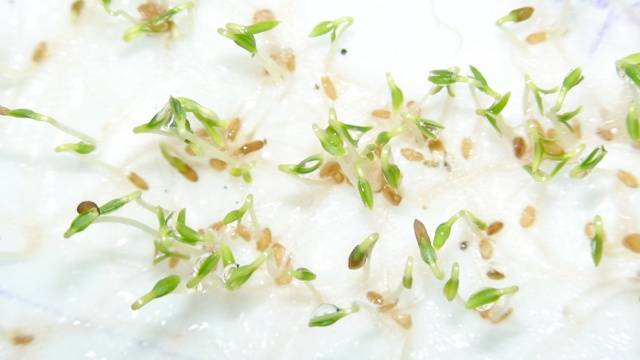 Trồng khoai tây bằng hạt