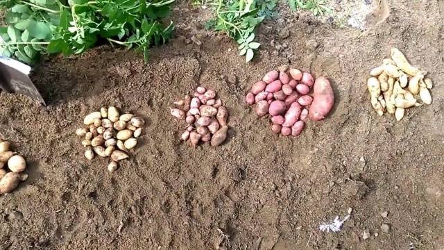 Trồng khoai tây bằng hạt