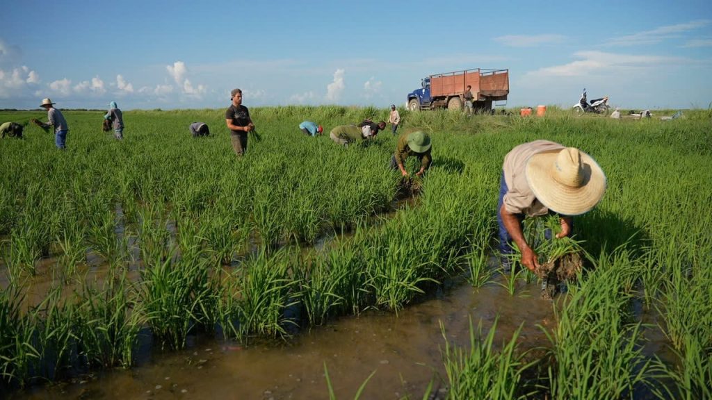 Lúa gạo là cây phát triển tốt nhất trên đất