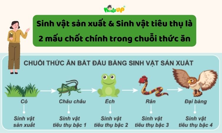 Hai thành phần chính trong chuỗi thức ăn