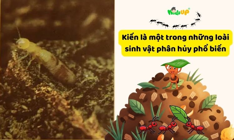 Kiến là một ví dụ về sinh vật ở tầng phân hủy trong chuỗi thức ăn