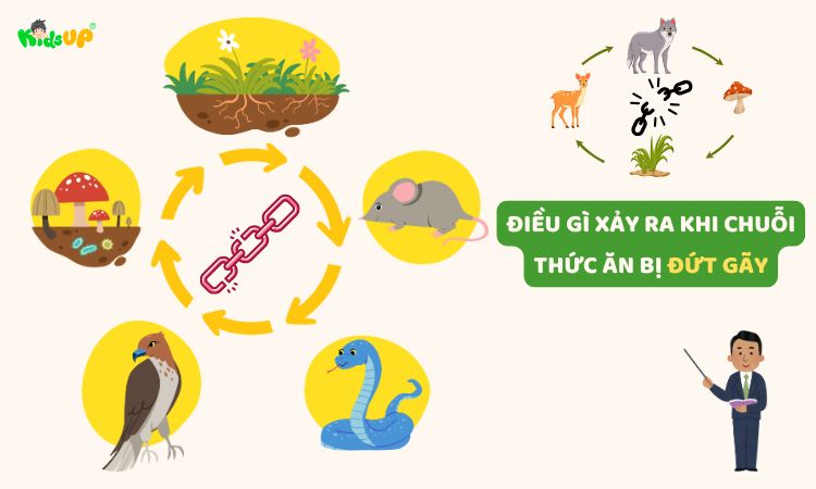 Điều gì xảy ra khi chuỗi thức ăn bị đứt gãy