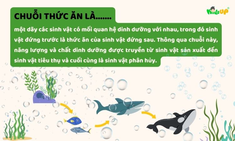 Khái niệm về chuỗi thức ăn