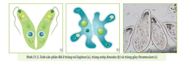 Lý thuyết trao đổi chất, sinh trưởng và sinh sản ở vi sinh vật - Sinh 10 Kết nối tri thức</>