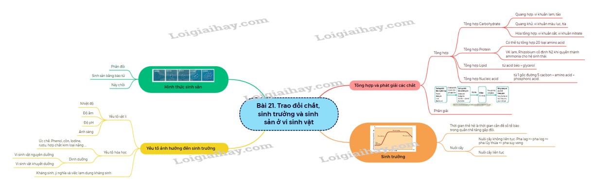 Lý thuyết trao đổi chất, sinh trưởng và sinh sản ở vi sinh vật - Sinh 10 Kết nối tri thức</>