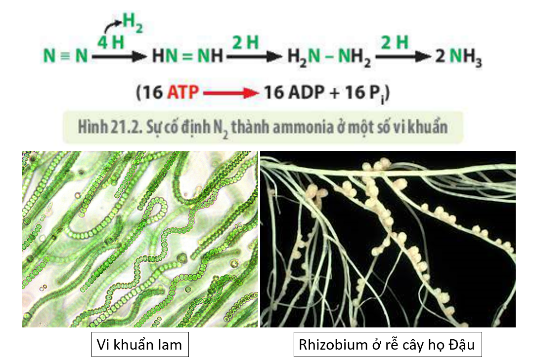 Lý thuyết trao đổi chất, sinh trưởng và sinh sản ở vi sinh vật - Sinh 10 Kết nối tri thức</>
